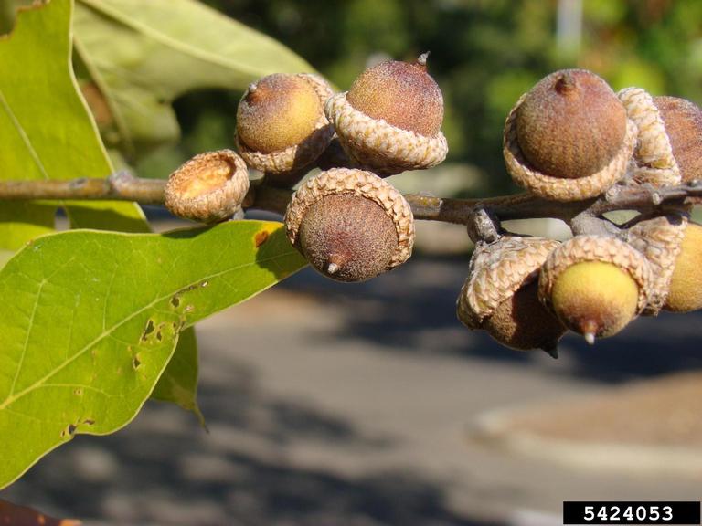 Southern red oak acorn.